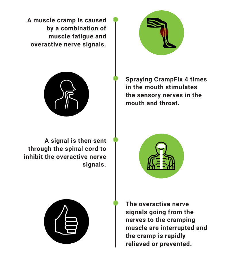 Spraying CrampFix 4 times in the mouth stimulates the sensory nerves in the mouth and throat.